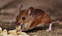 24 Hour & Emergency Exterminators in Basking Ridge, NJ